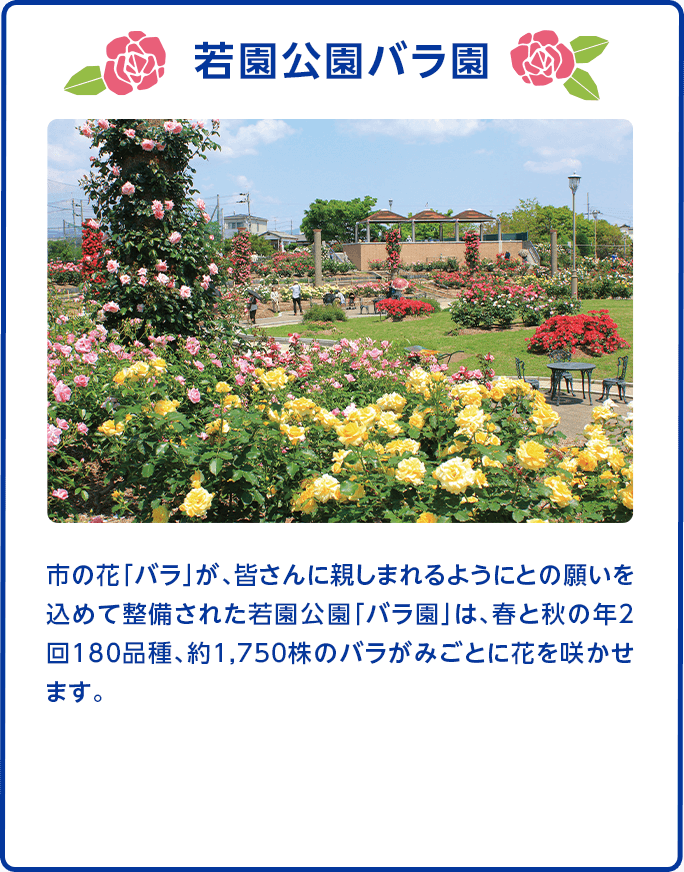 若園公園バラ園　市の花「バラ」が、皆さんに親しまれるようにとの願いを込めて整備された若園公園「バラ園」は、春と秋の年2回180品種、約1,750株のバラがみごとに花を咲かせます。