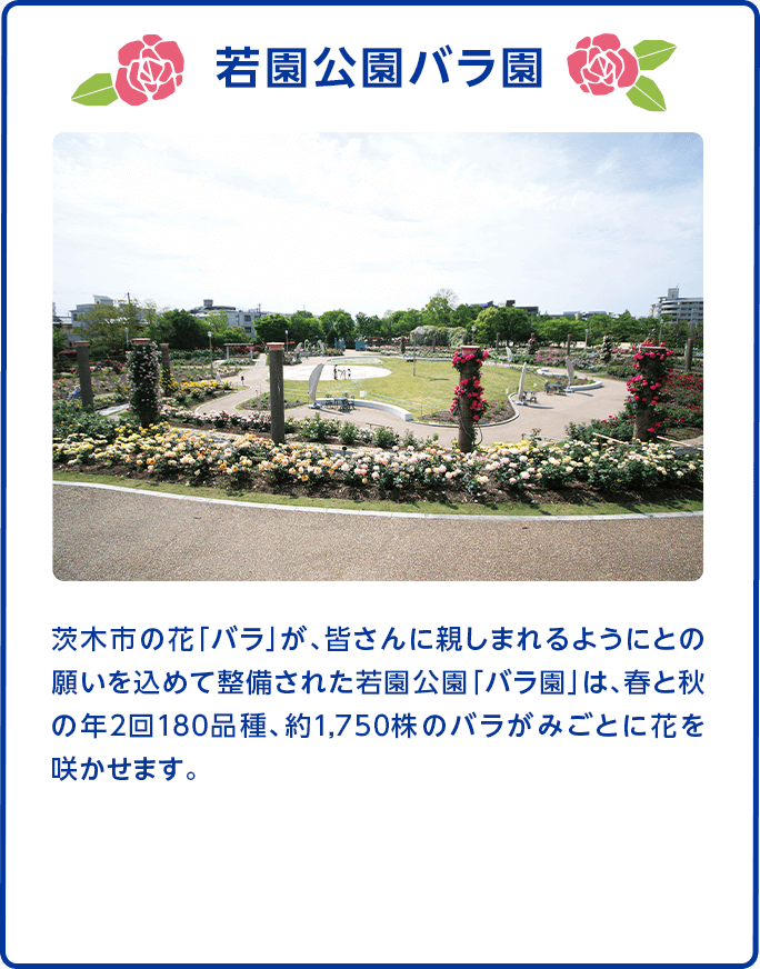 【若園公園バラ園】茨木市の花「バラ」が、皆さんに親しまれるようにとの願いを込めて整備された若園公園「バラ園」は、春と秋の年2回180品種、約1,750株のバラがみごとに花を咲かせます。